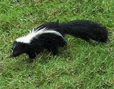 Rodent Control Pflugerville, Texas