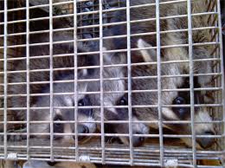 Rodent Control Pflugerville, Texas