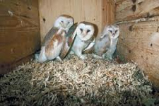 Rodent Control Pflugerville, Texas