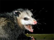 Rodent Control Pflugerville, Texas