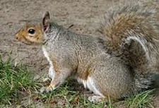 Rodent Control Pflugerville, Texas