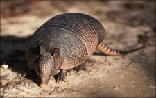 Rodent Control Pflugerville, Texas
