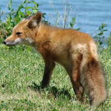 Rodent Control Pflugerville, Texas
