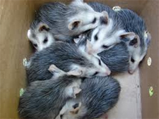 Rodent Control Pflugerville, Texas