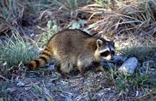 Rodent Control Pflugerville, Texas