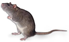 Rodent Control Pflugerville, Texas