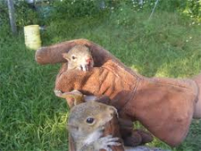 Rodent Control Pflugerville, Texas