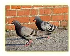 Rodent Control Pflugerville, Texas