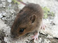 Rodent Control Pflugerville, Texas
