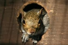 Rodent Control Pflugerville, Texas